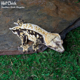 Hot Chick, 52.2g female, proven